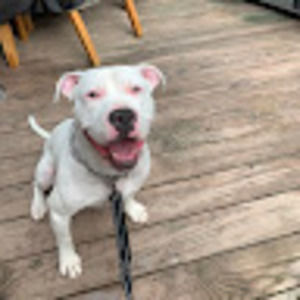 Meet your Posher, Oscar